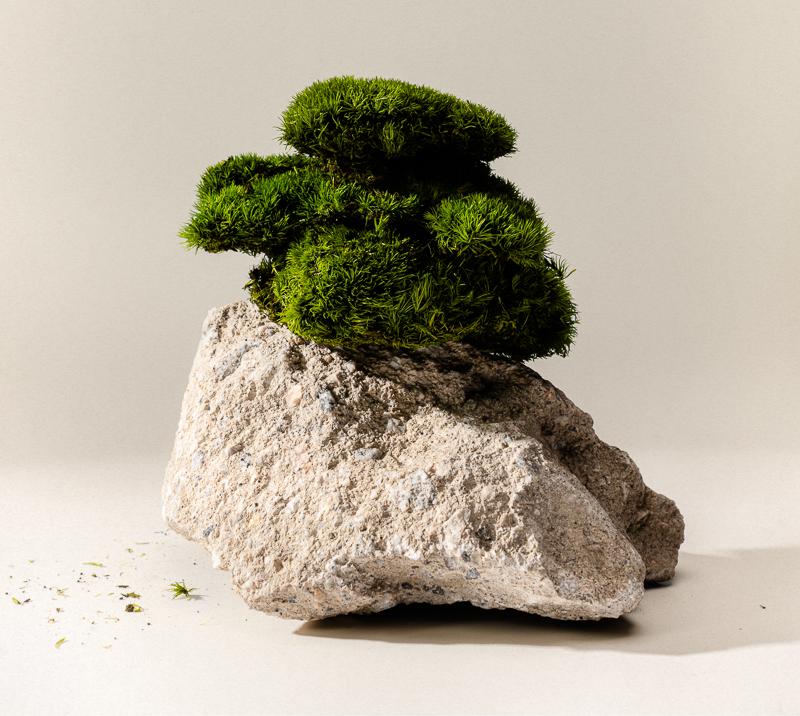 Bush growing on rock